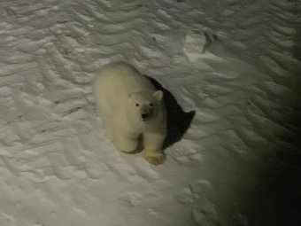 Фото Национального парка «Русская Арктика». Фото Национального парка «Русская Арктика».