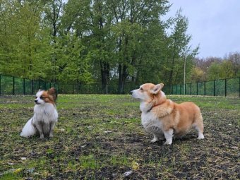 Фото пресс-службы администрации Архангельска. Фото пресс-службы администрации Архангельска.
