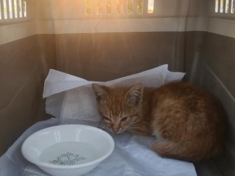 Фото службы спасения им. И. А. Поливаного. Фото службы спасения им. И. А. Поливаного.