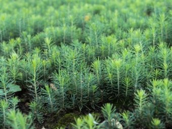 Фото: ГК УЛК. Фото: ГК УЛК.