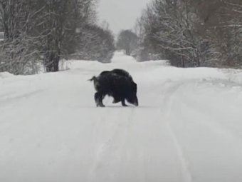 Фото: «Правопорядок Северодвинска» Фото: «Правопорядок Северодвинска»