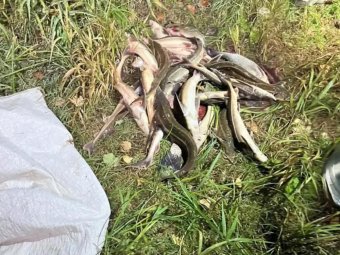 Фото: пресс-служба УМВД по Архангельской области. Фото: пресс-служба УМВД по Архангельской области.