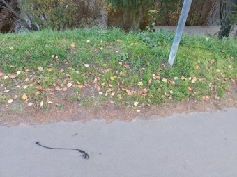 Фото: СУ СК.