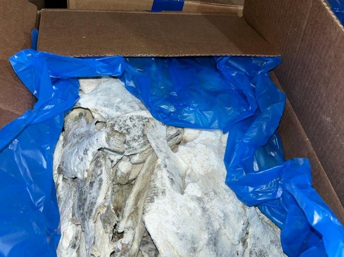 Фото погрануправления ФСБ