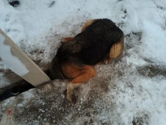 Фото: Архангельская областная служба спасения. 