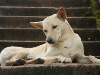Мир и покой собакам