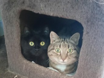 Фото: котодом «Мяутка».