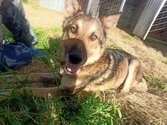 Фото приюта «Душа в душу»