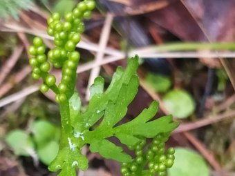 Фото пресс-службы областного правительства.