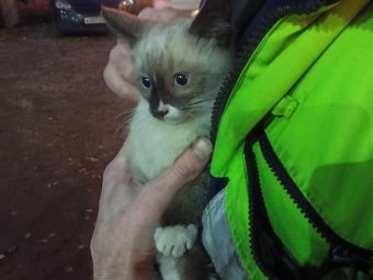 Все фото: АОСС.