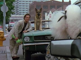 Кадр из к/ф «К-9: Собачья работа».