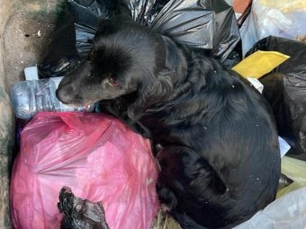 Фото: «ЭкоИнтегратор».