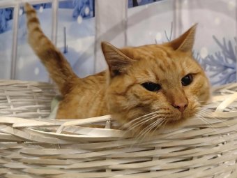 Фото АНО «Лесная сказка у Синдбада»