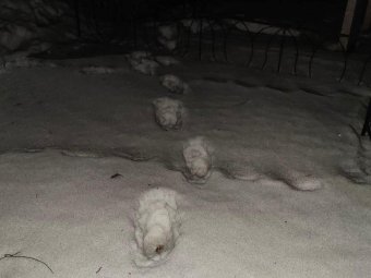 Одинокие следы на кладбище. Фото СК.