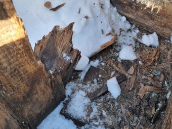 Фото: СУ СК по Архангельской области и НАО. 