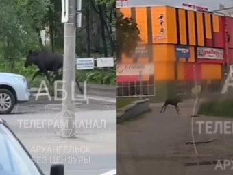 Фото: «Архангельск без цензуры».