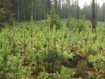 Фото: ГК УЛК.