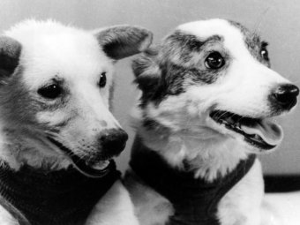 Белка и Стрелка. Фото с сайта музея-заповедника Ю. А. Гагарина.