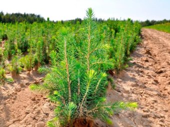 Фото: ГК УЛК.