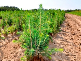 Фото: ГК УЛК.