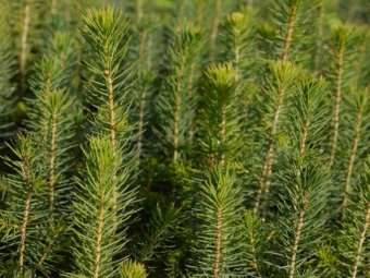 Фото: ГК УЛК. 