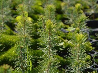 Фото: ГК УЛК.