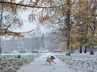 На фото: 1 ноября 2024-го в Архангельске. 