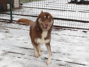 Фото: «Лесная сказка у Синдбада»