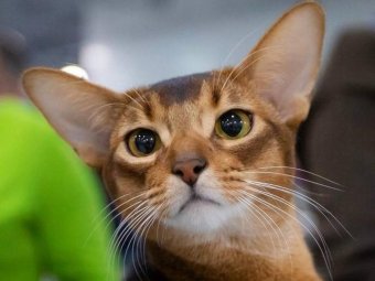 Страница Elena Cattery Darlen Fleur в социальных сетях