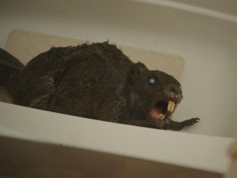 Стоп-кадр из фильма «Бобры-зомби»