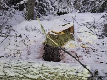 Фото: СУ СК по Архангельской области и НАО. 