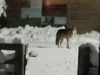 Фото: «Жесть Поморья: Архангельск Северодвинск регион»