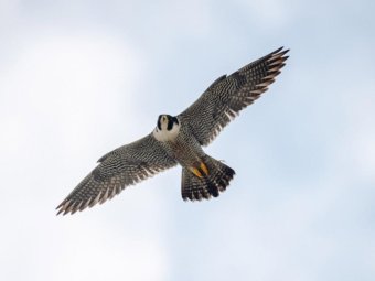 Фото «Уралсиба».