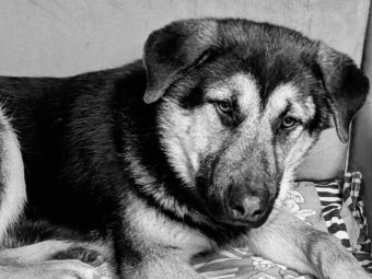 На фото Зевс.