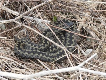 Все фото: нацпарк «Онежское Поморье».