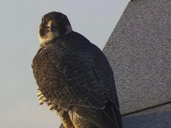 Фото: пресс-центр банка «Уралсиб».